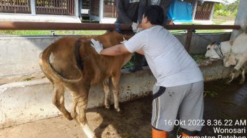 Cegah Virus PMK, Lapas Terbuka Kendal Vaksinasi Ternak Ruminasia