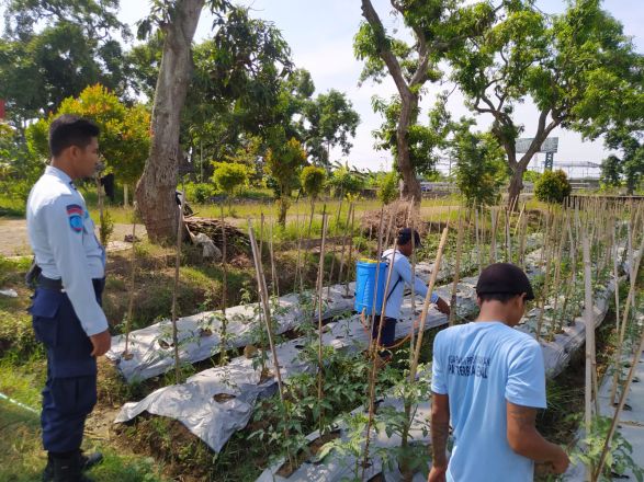 Pembinaan Kemandirian, Lapas Terbuka Kendal Ajari WBP Budidaya Tomat