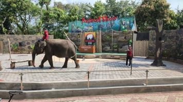 Semarang Zoo Segera Datangkan Dua Gajah Sumatera