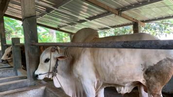 Ketahui Syarat Hewan Kurban dan Cara Memilihnya