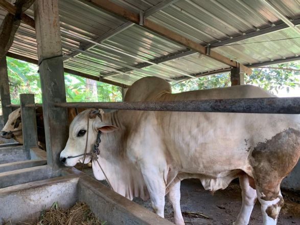 Ketahui Syarat Hewan Kurban dan Cara Memilihnya