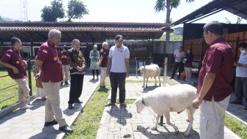 Berpotensi Sebagai Indikasi Geografis, Kakanwil Tinjau Budidaya Domba Wonosobo
