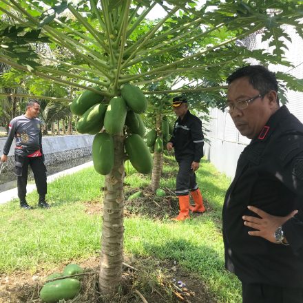 Lapas Pasir Putih Nusakambangan Panen Raya Pepaya